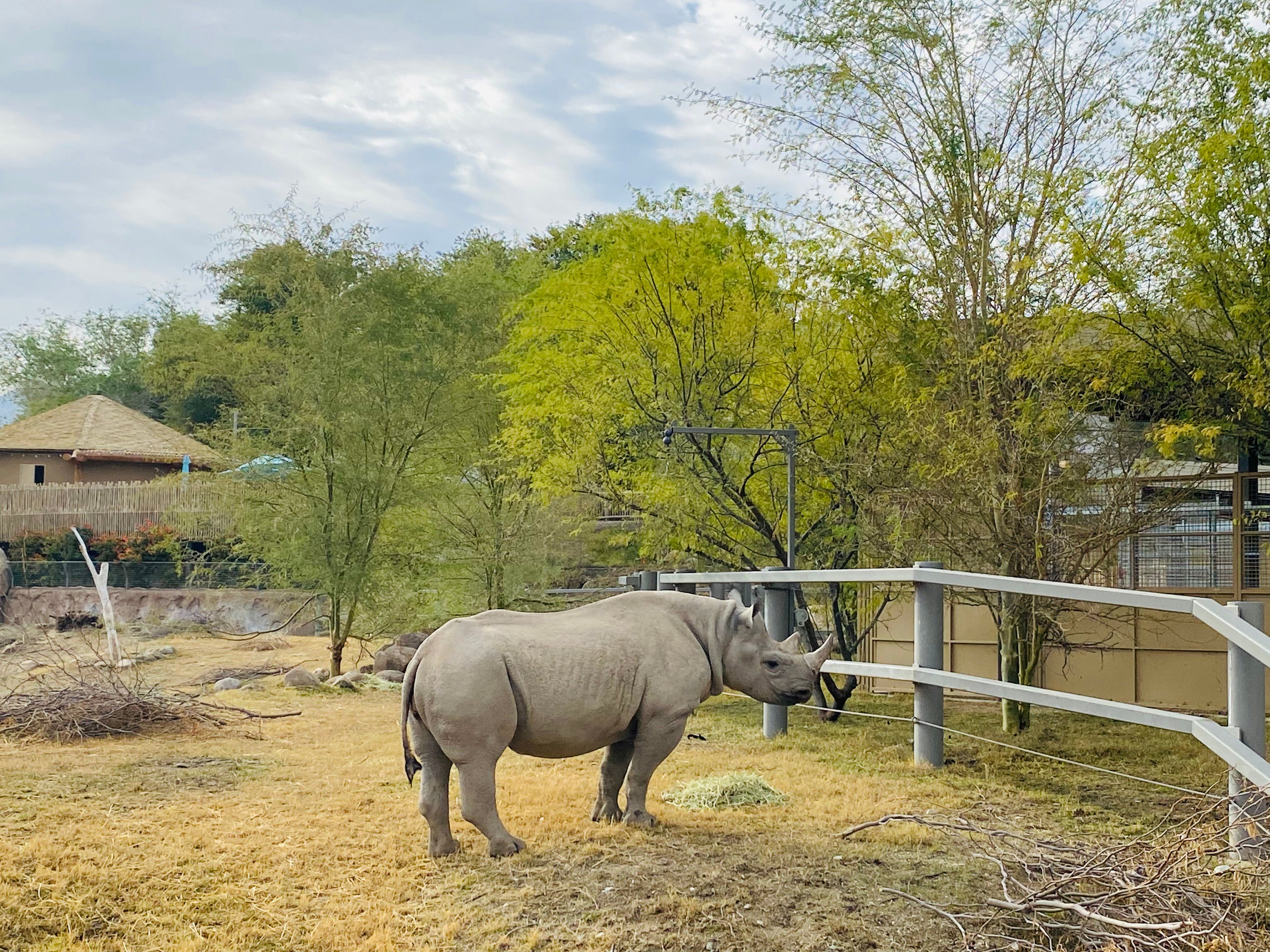 Black rhinoceros standing in zoo enclosure surrounded by greenery and fencing.