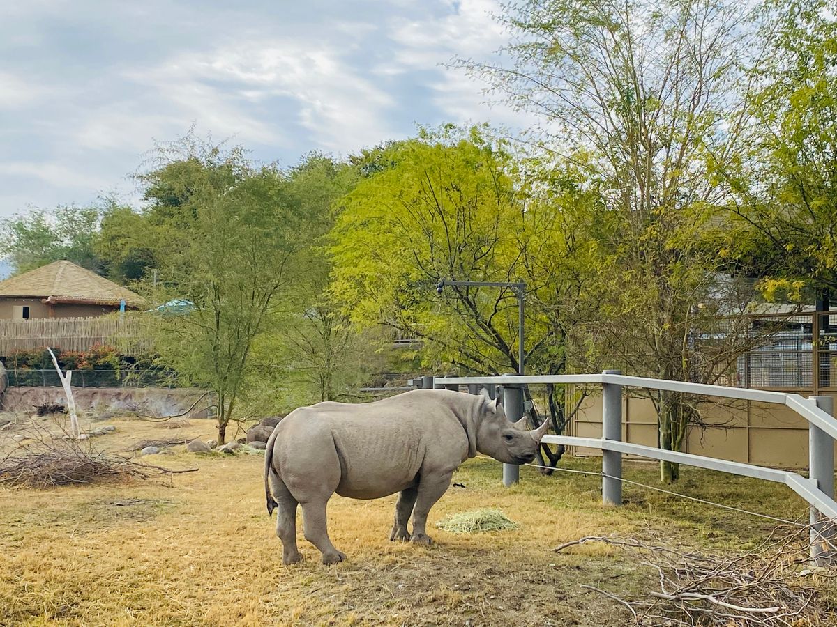 Rhinoceros Photos Download The Best Free Rhinoceros Stock Photos Hd