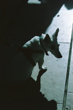 A dog in silhouette with dramatic lighting, casting a stark shadow on Lisbon's tiles.