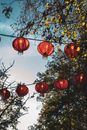 在秋日里，红色的纸灯笼挂在树上，散发出温暖的光芒
