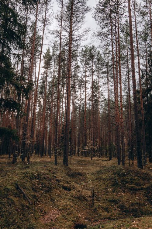 Free Stunning vertical view of a dense pine forest in early spring. Stock Photo