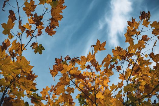 Golden maple leaves on branches set against a clear blue autumn sky.