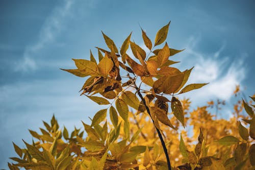 Photo of Leaves on Branches