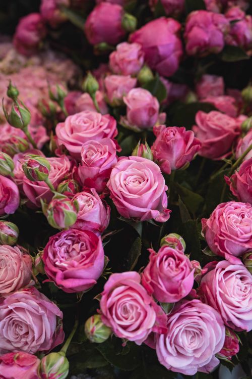Vibrant Pink Roses in Full Bloom · Free Stock Photo