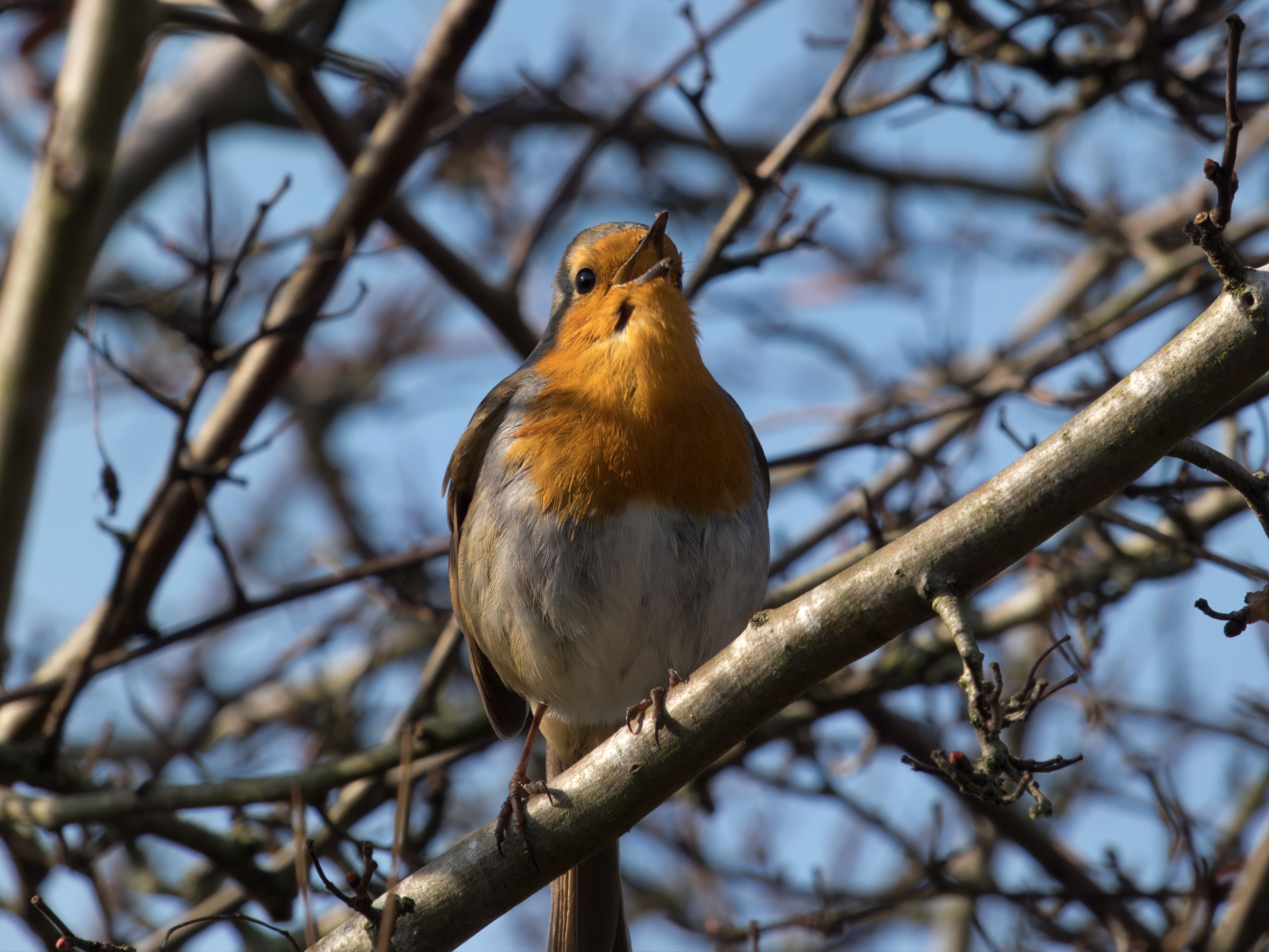 木の枝にとまる鳥 · 無料の写真素材