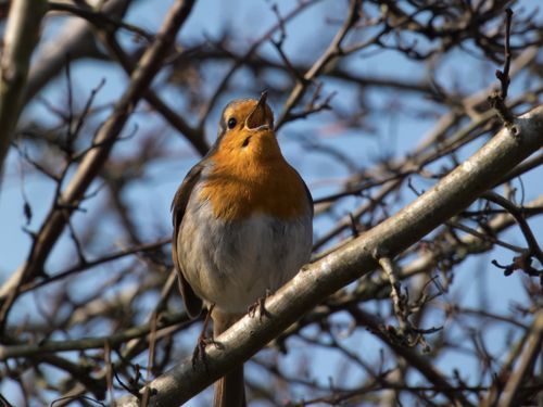 Free A vibrant European robin perched on a branch, singing joyfully in winter sunlight. Stock Photo