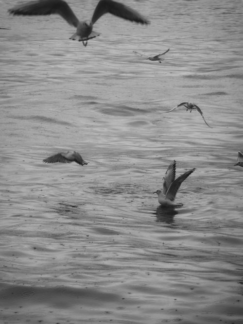 Free Black and white image of seagulls gracefully flying over ocean waters. Captures serene movement. Stock Photo