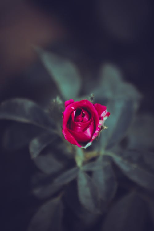 紅玫瑰花朵的選擇性焦點特寫照片
