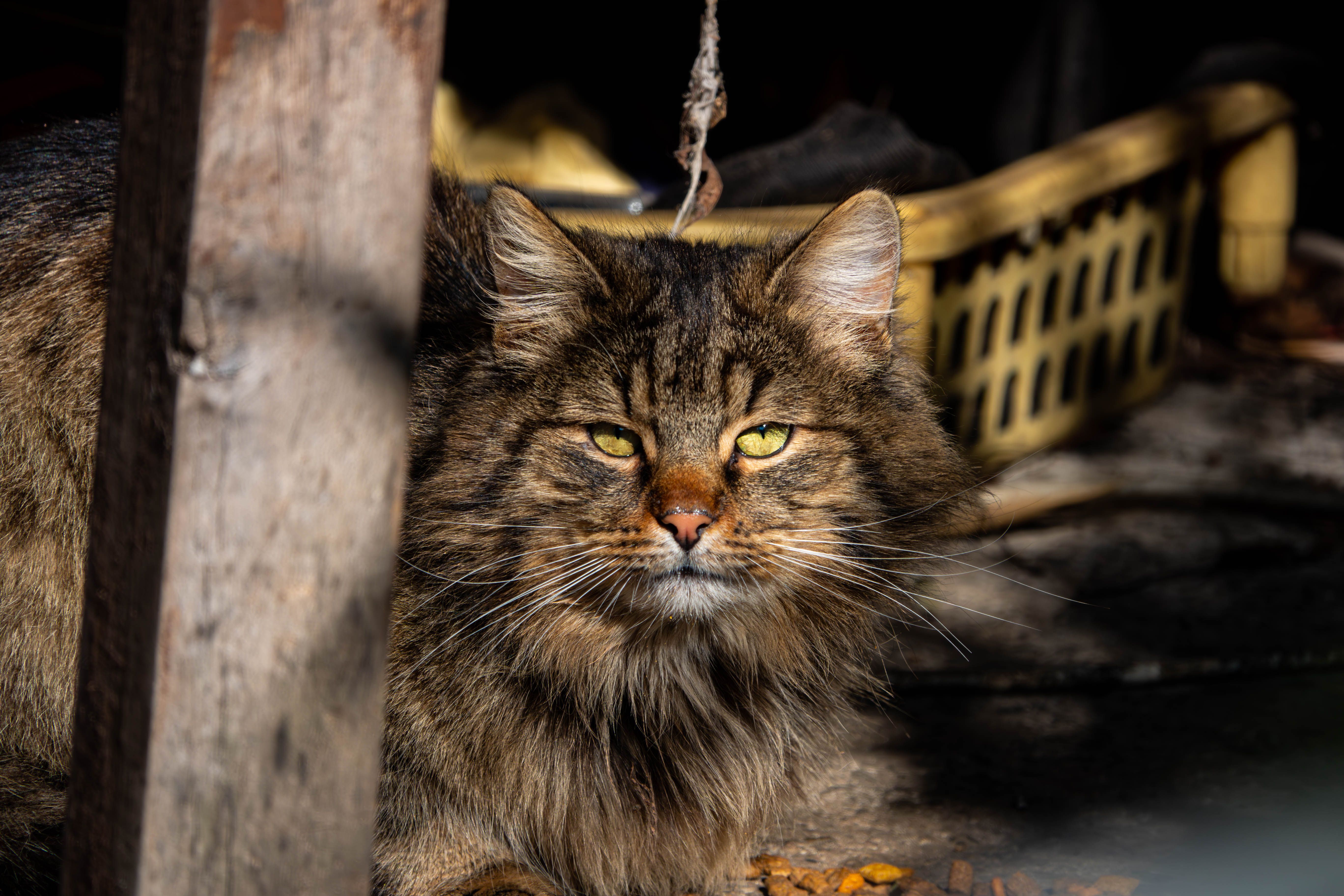 Close-up Portrait of a Fluffy Tabby Cat · Free Stock Photo