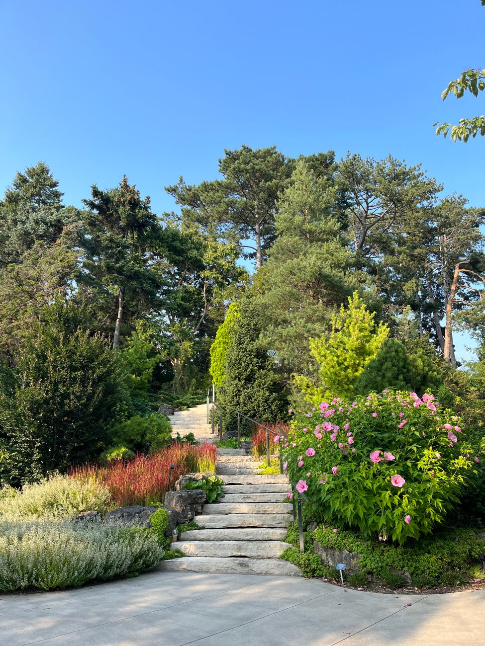 Pruning Thorny Shrubs for Pathway Clearance and Bloom Retention: A Step-by-Step Guide for Safe & Aesthetic Gardens