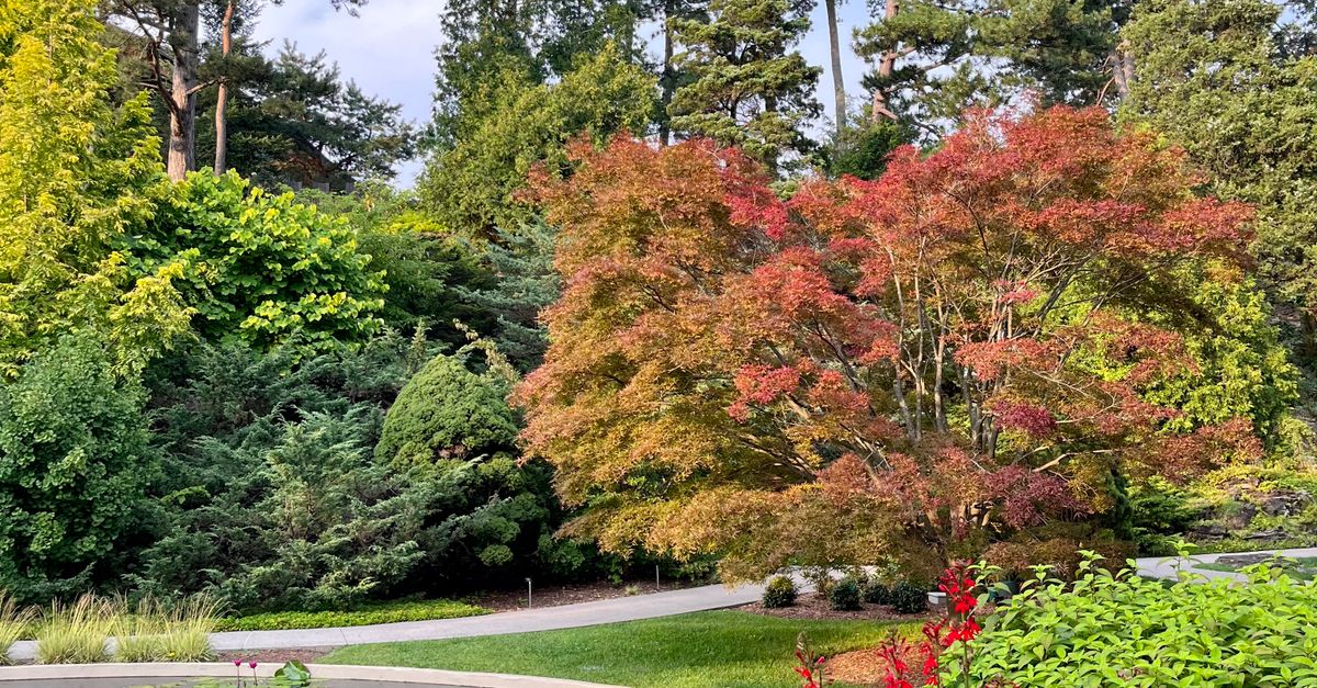 Hamilton Fall Color Stunning Fall Foliage in Hamilton Botanical Garden · Free Stock Photo