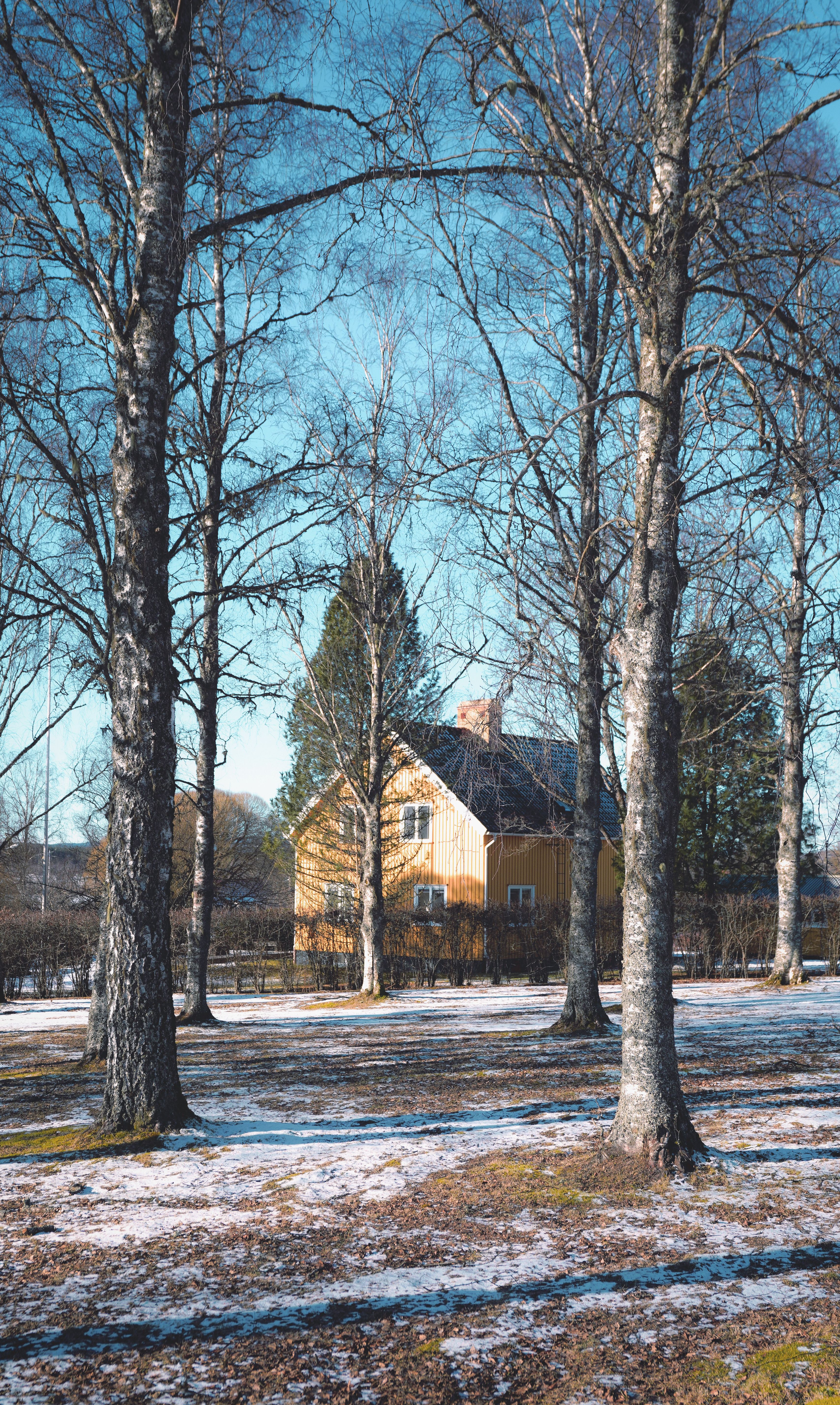 A cozy yellow house nestled among trees in a winter forest setting.