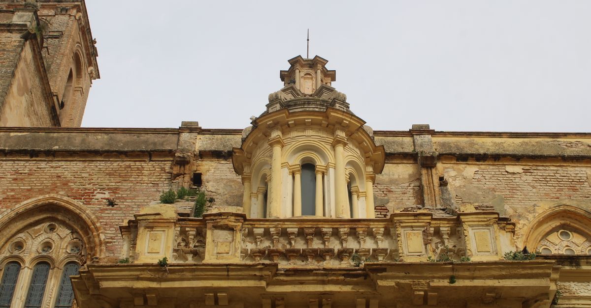 Basilic : Guide culture et conservation