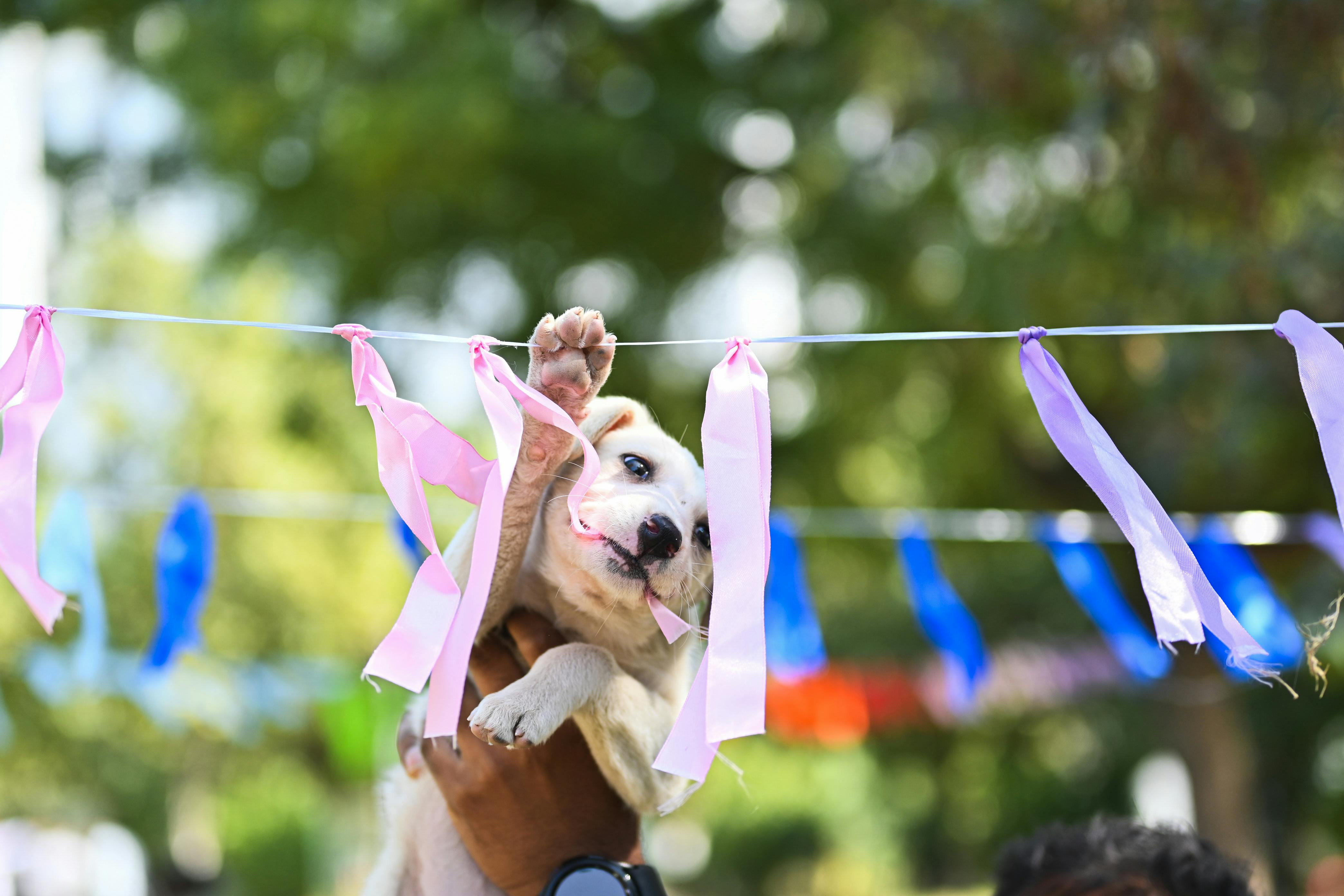Cute puppy held playfully with colorful ribbons outdoors during a celebration.