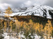 金色的秋树、多云的天空与戏剧性的雪山景观交相辉映