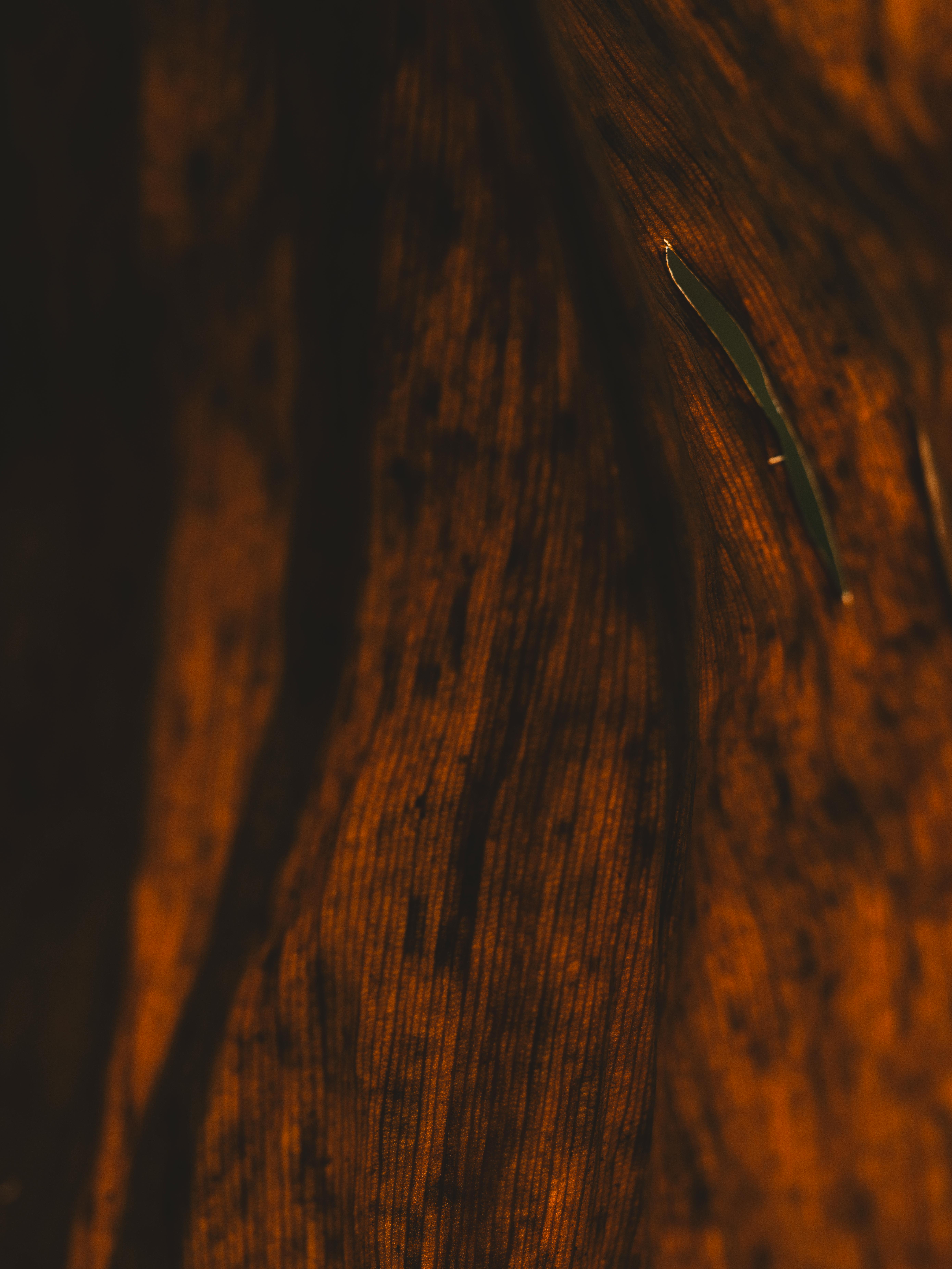 Miễn phí Ảnh chụp cận cảnh chi tiết một chiếc lá xanh nhỏ nằm trên bề mặt gỗ màu nâu có kết cấu. Ảnh lưu trữ