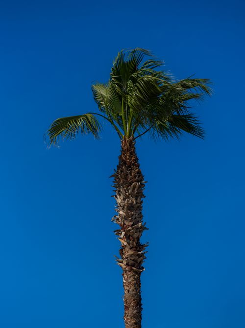 Free A lone palm tree stands tall under a vibrant blue sky, capturing the essence of a tropical climate. Stock Photo