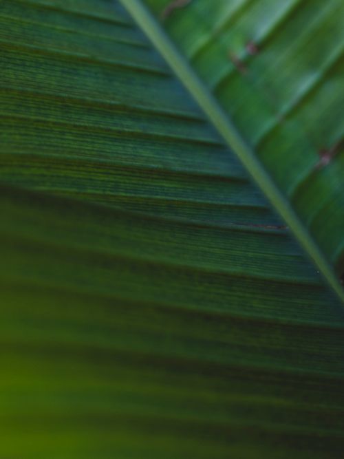 Free Detailed close-up image of a lush green banana leaf showcasing its texture and intricate patterns. Stock Photo