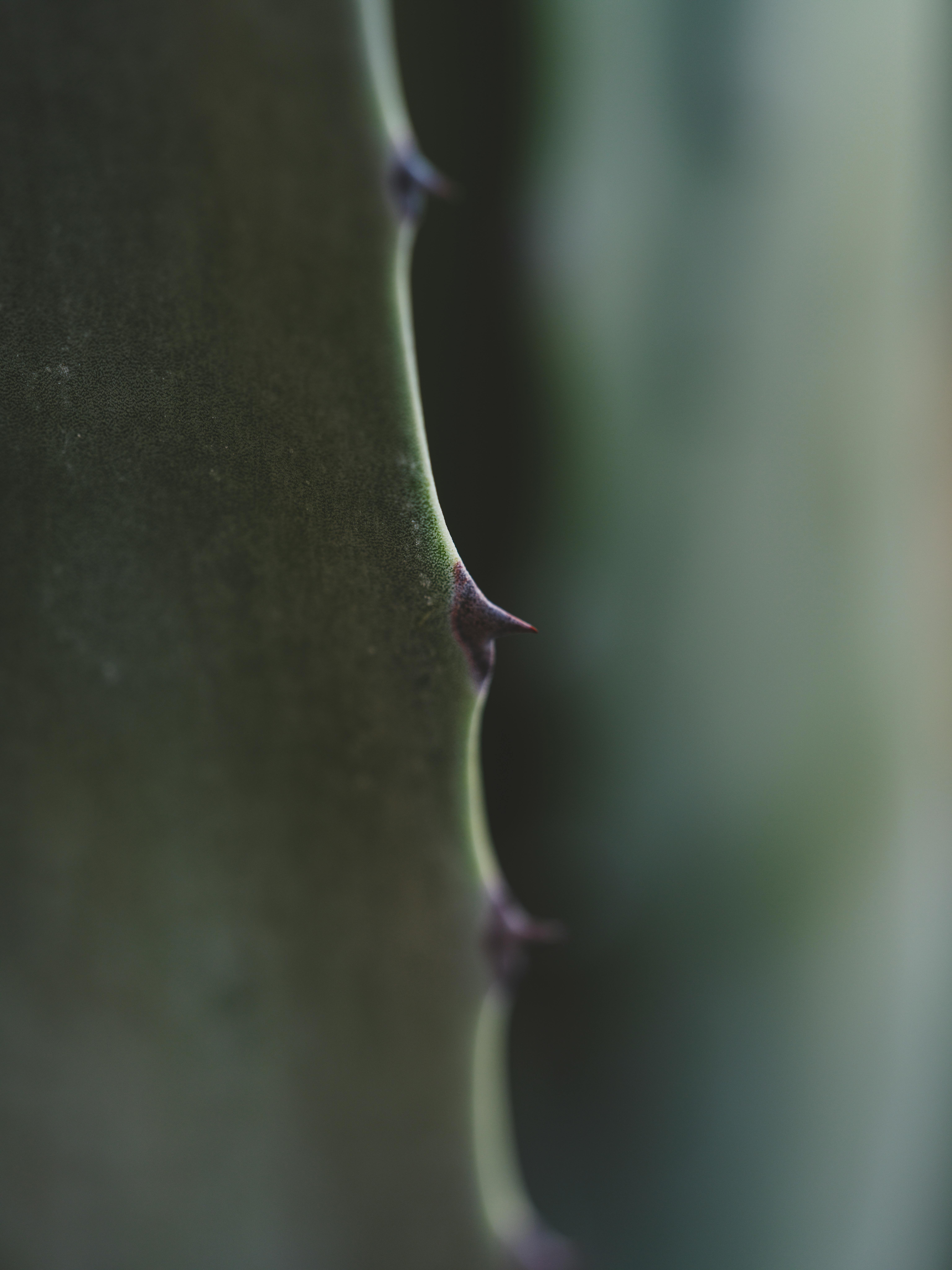 Can Nopal Cactus Help In Reducing The Risk Of Cancer? Can Nopal Cactus Help In Reducing The Risk Of Cancer?