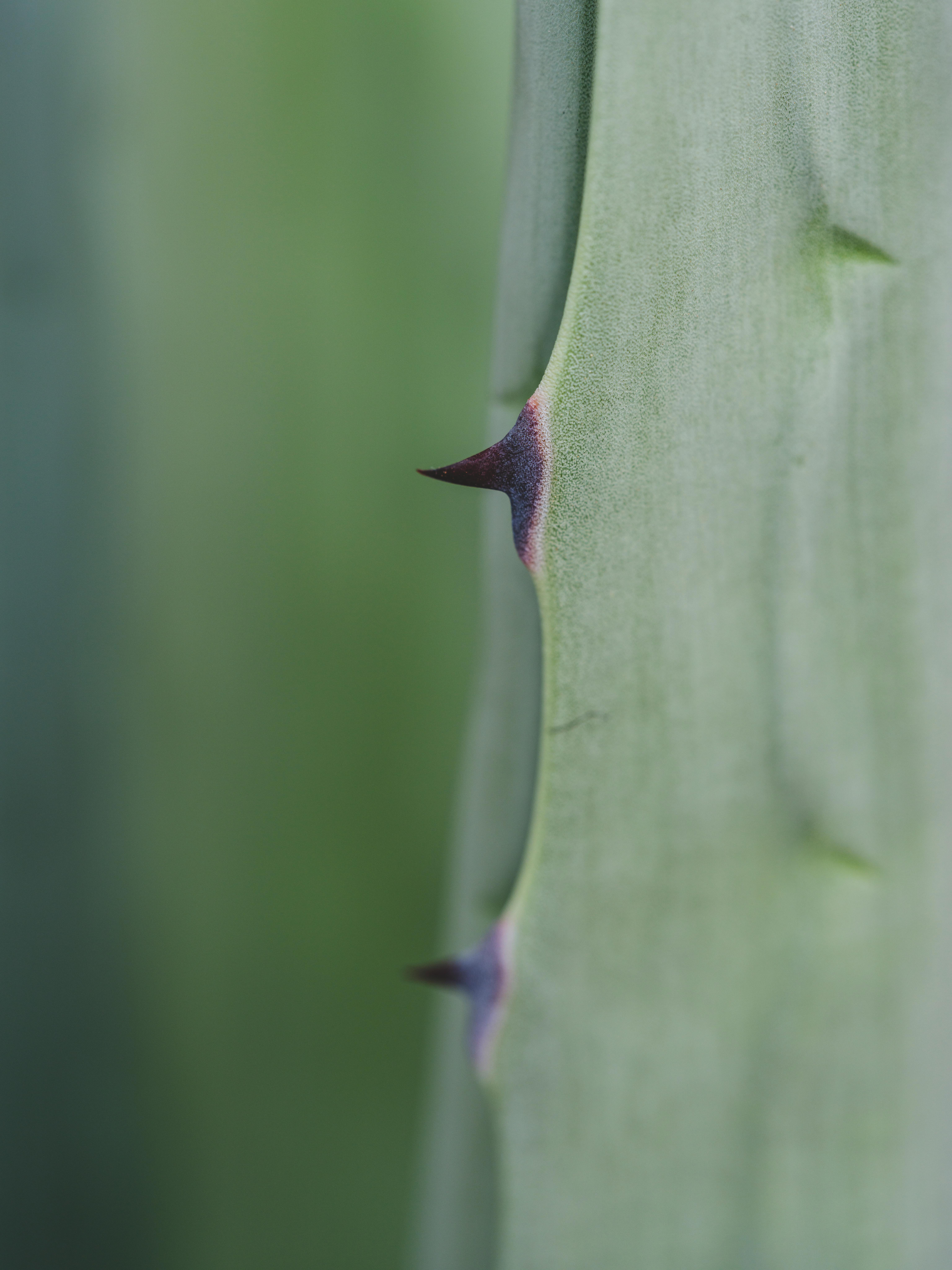 Detailed macro photography of cactus thorns with soft green background, highlighting the plant's sharp features.