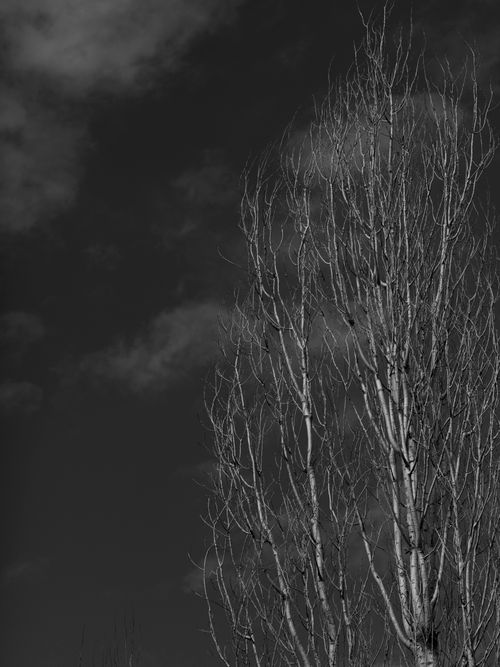 Free A stark black and white photo capturing bare trees against a dramatic cloudy sky. Stock Photo