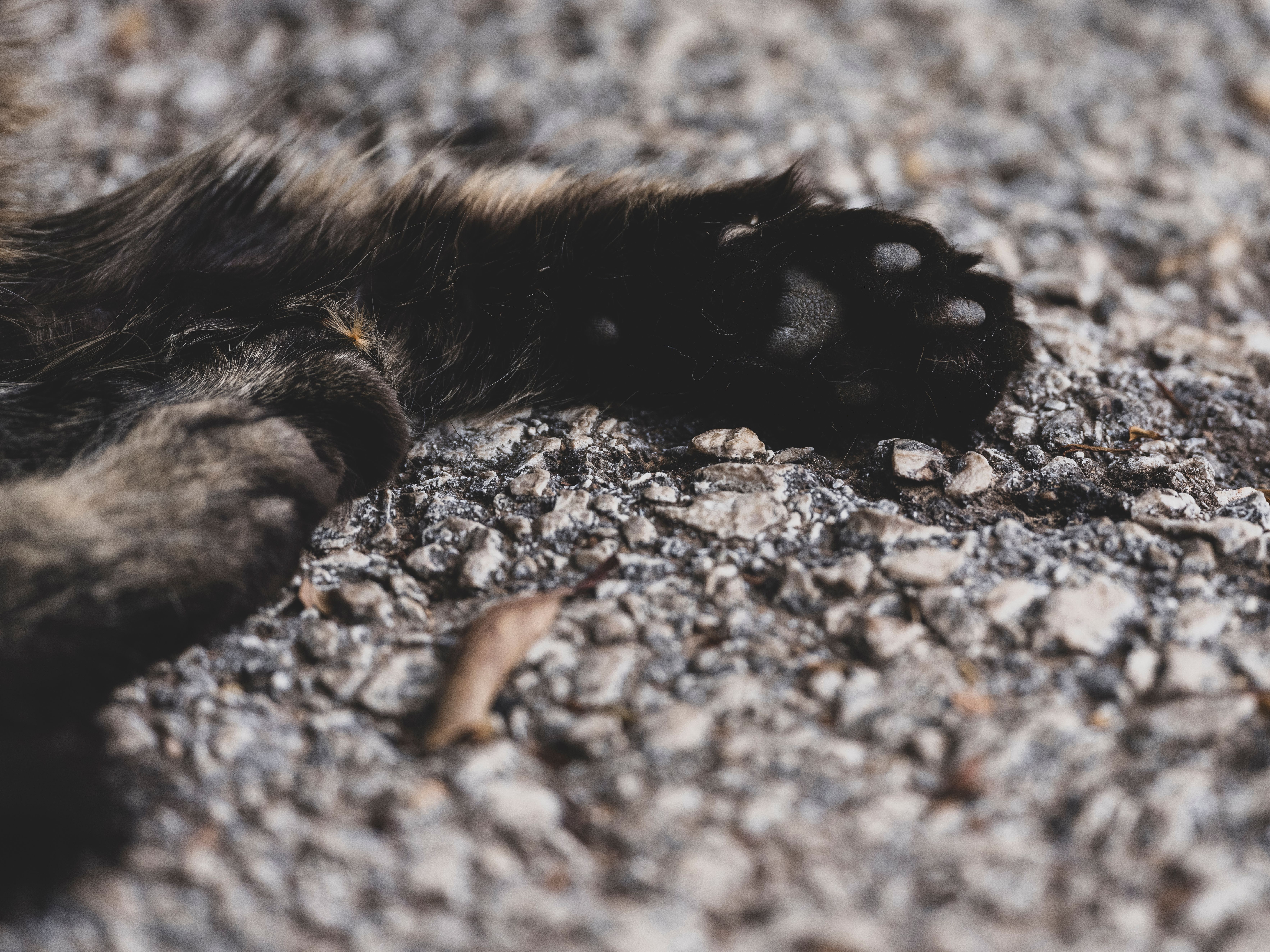 Close-Up of a Cat's Paw on Textured Ground · Free Stock Photo