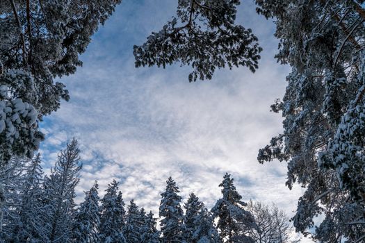Wald & Bäume in der Natur – Malerisches Landschaftsfoto