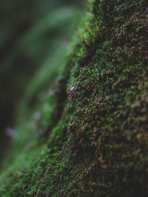 Free Detailed close-up of lush green moss on a tree, showcasing the beauty of nature. Stock Photo