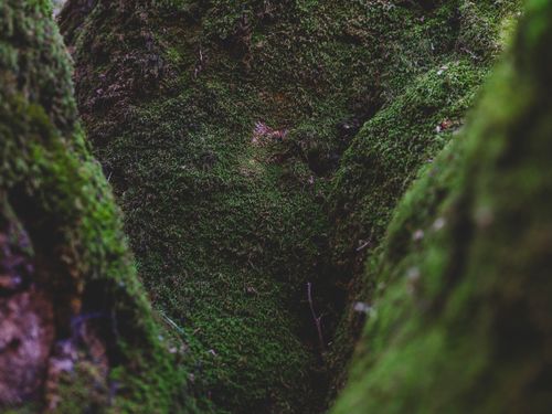 Free Detailed close-up of vibrant green moss in a forest setting, capturing natural beauty. Stock Photo