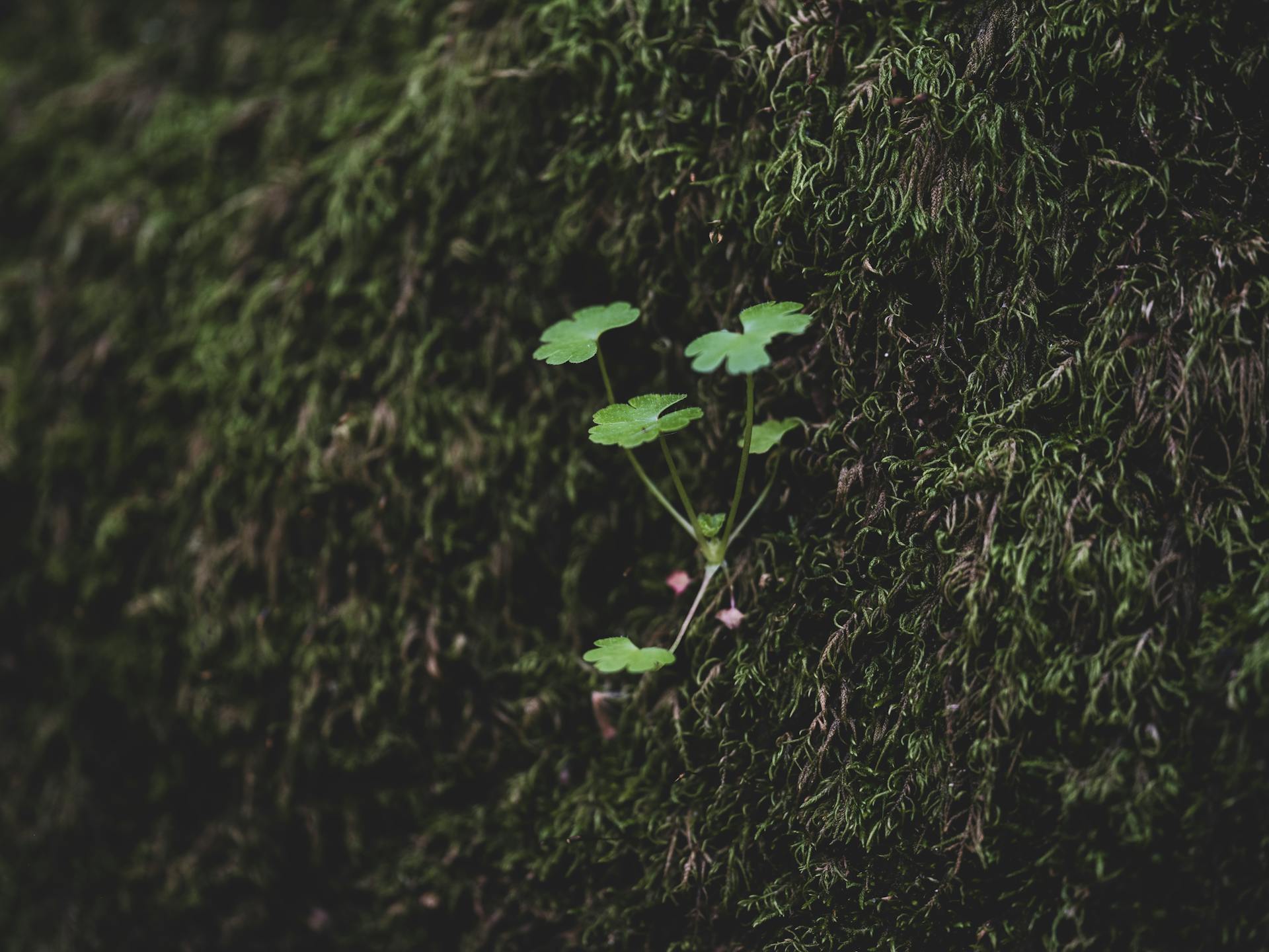 Detailed view of a small plant growing on a moss-covered tree trunk, showcasing nature's resilience.