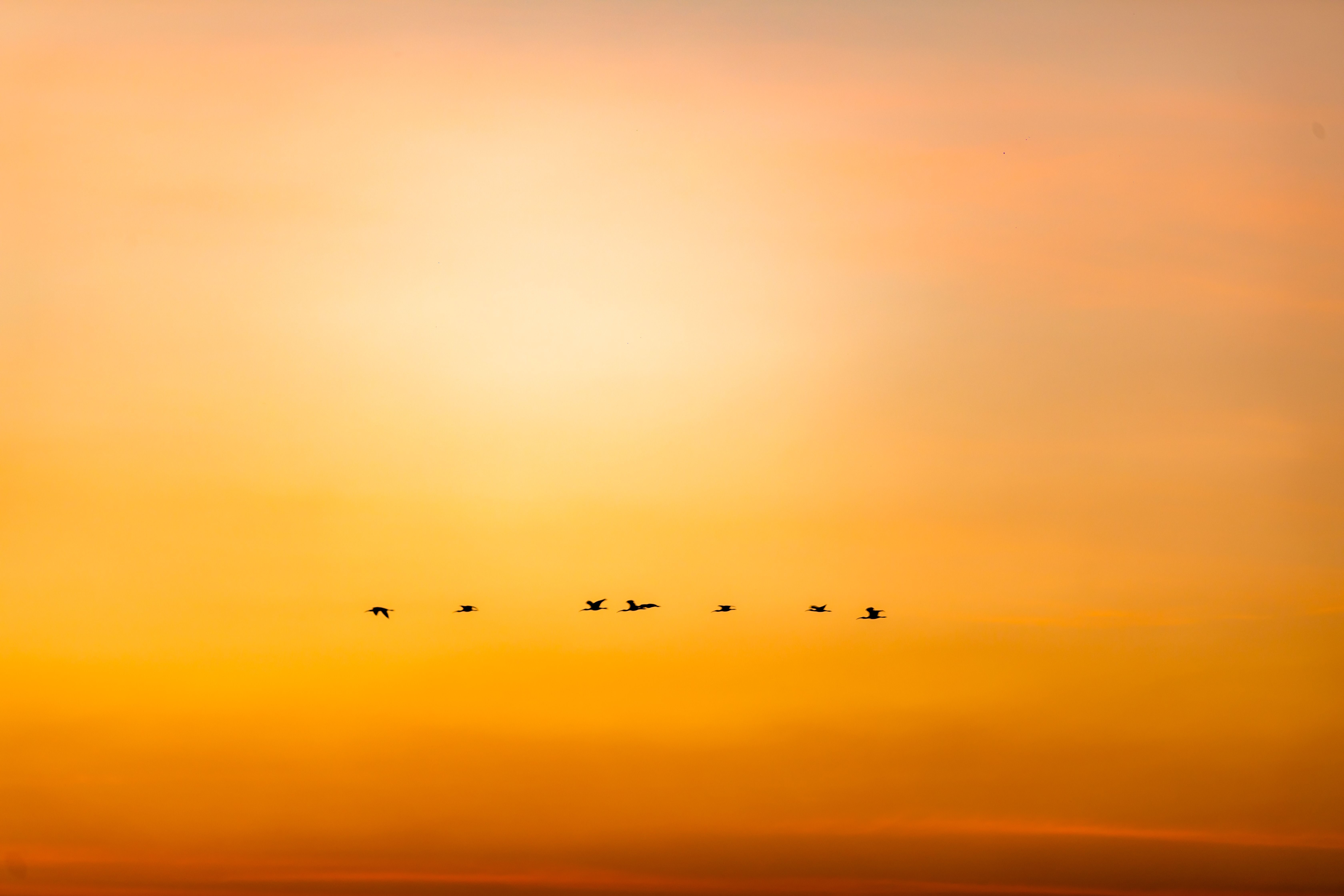 Birds Flying Over Body Of Water During Golden Hour · Free Stock Photo