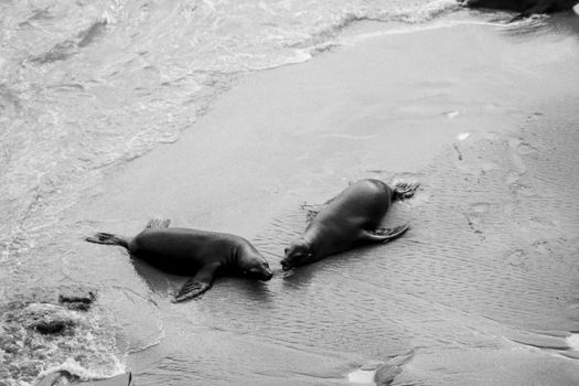 Black and white photo of seals interacting on La Jolla Beach, San Diego.