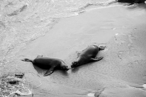 Free Black and white photo of seals interacting on La Jolla Beach, San Diego. Stock Photo