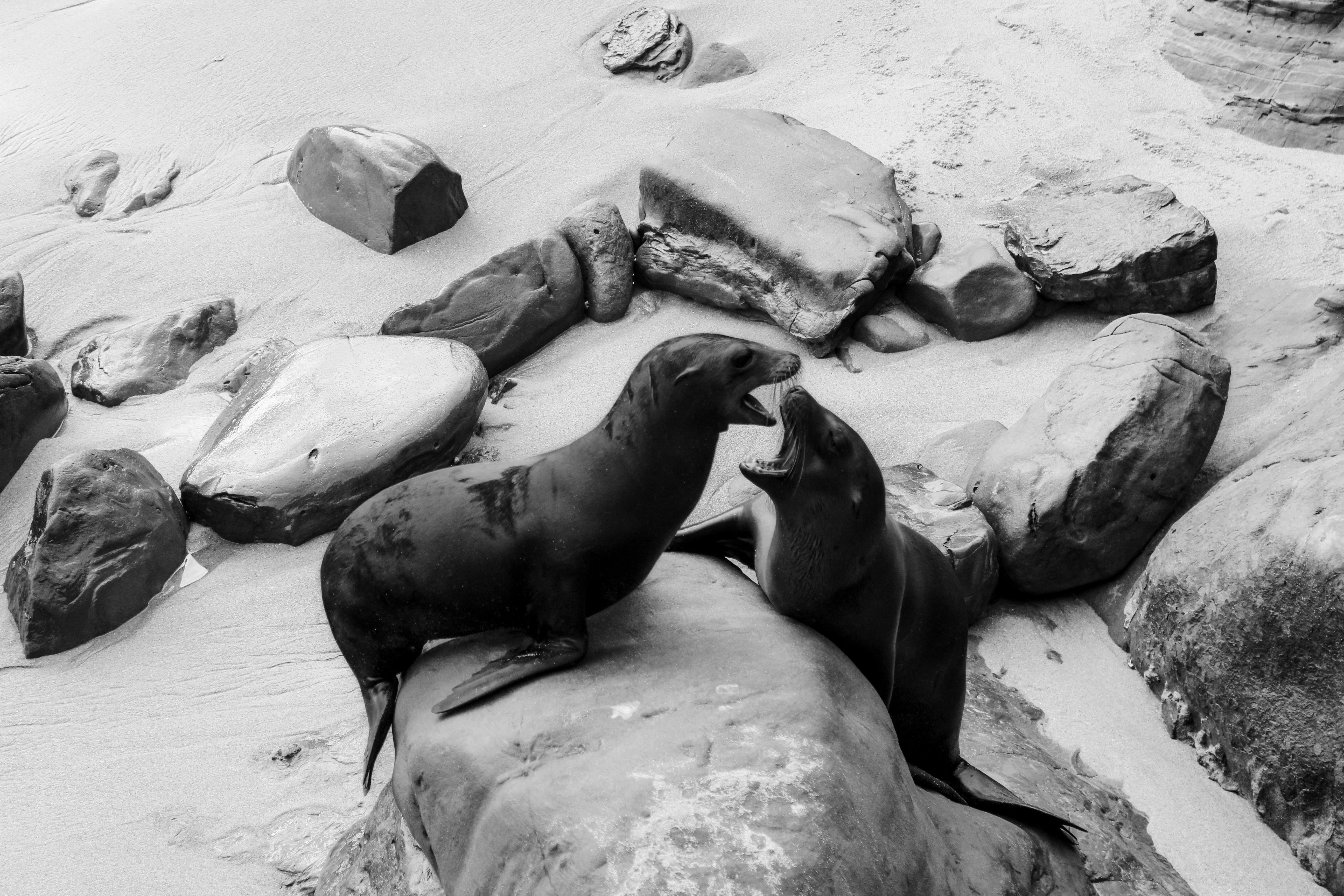 Two seals playing on the rocky shoreline of San Diego, California, captured in black and white.