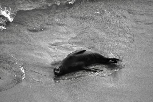 Free A lone seal rests on a sandy beach in San Diego, California. Stock Photo