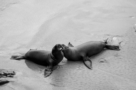 Two seals enjoying a playful moment on the beach in San Diego, California.