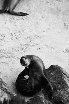 A graceful seal rests on the sandy shores of San Diego, captured in black and white.