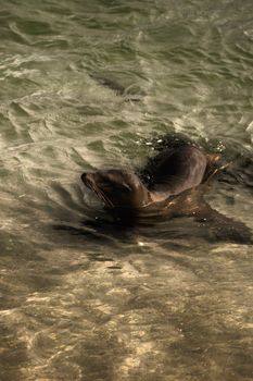 A sea lion gracefully swims in the clear waters of San Diego, California.