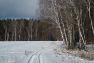 A scenic snowy path through a birch forest during winter, showcasing natural beauty.