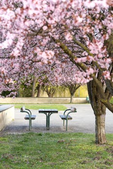 Peaceful park scene with cherry blossoms in full bloom and an empty bench in Vienna.