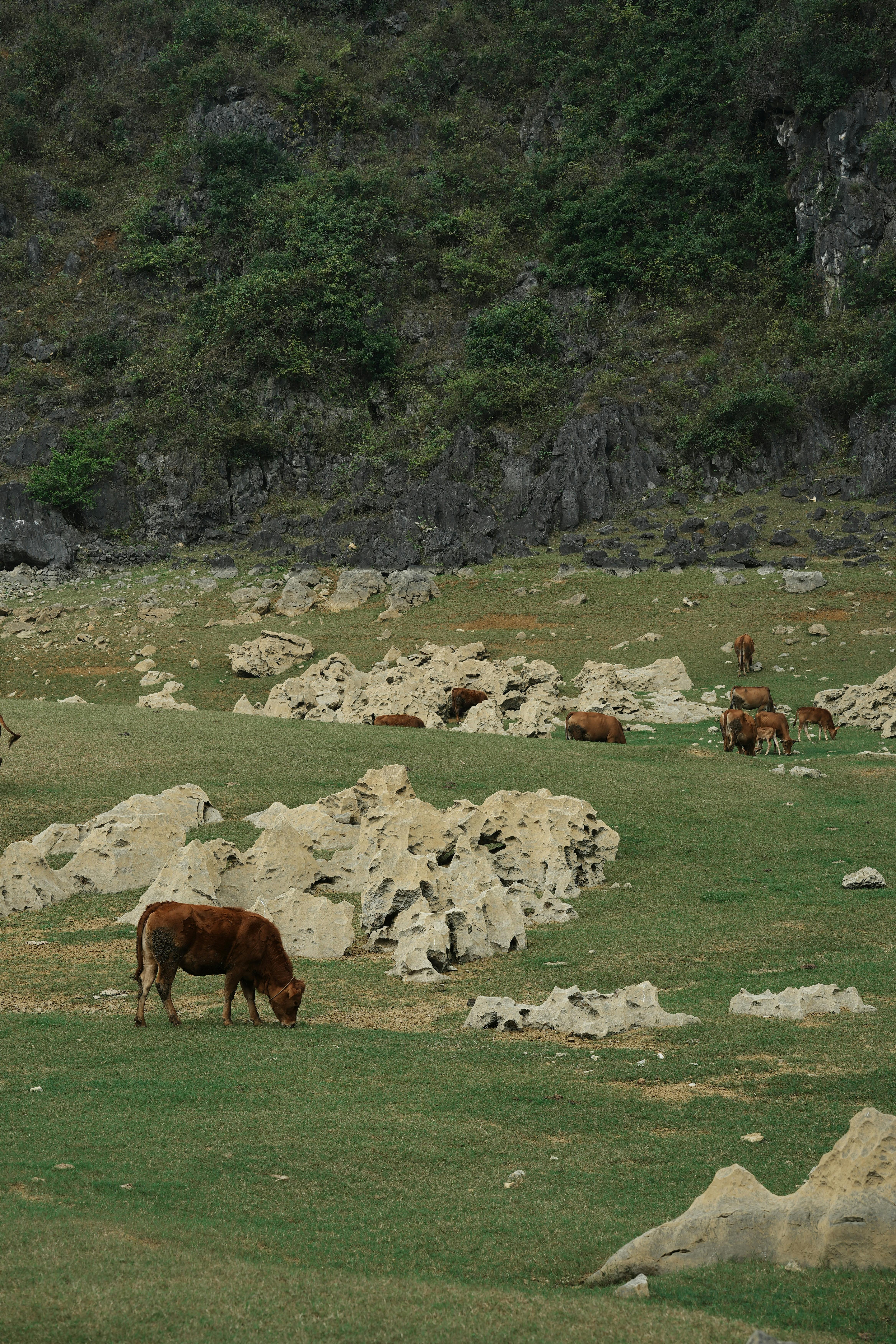 Cows grazing on lush green pastures with rocky formations and hills in the background.