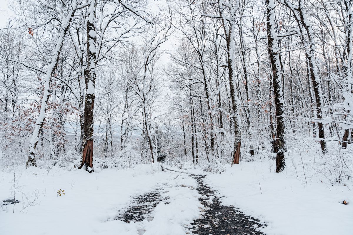 Snow Falling in a Dark Forest · Free Stock Photo