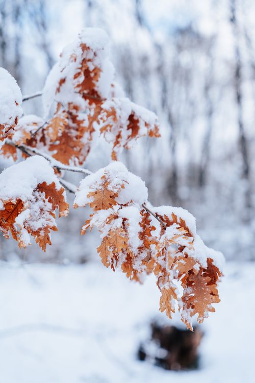 Free Orange oak leaves covered in fresh snow, highlighting winter's beauty. Stock Photo