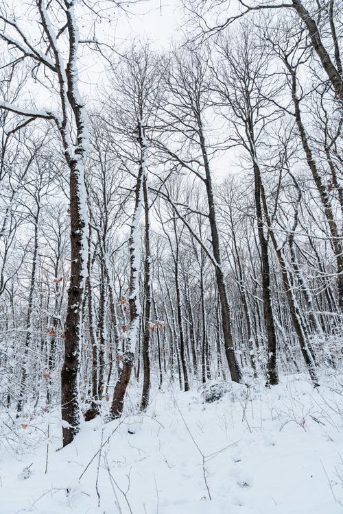 Free Peaceful winter scene of a snowy forest with tall bare trees. Stock Photo