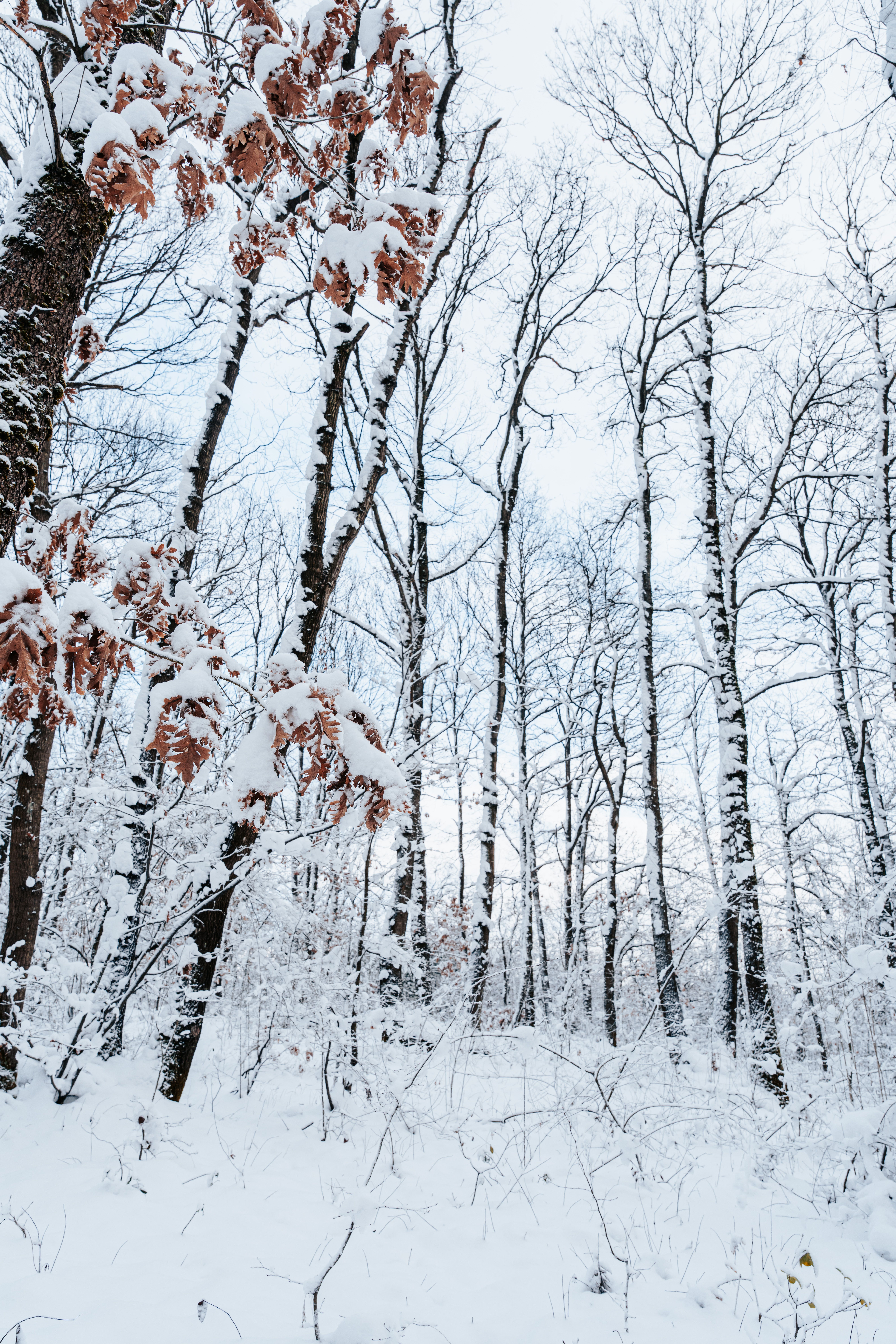 Serene Snow-Covered Forest in Winter Wonderland · Free Stock Photo
