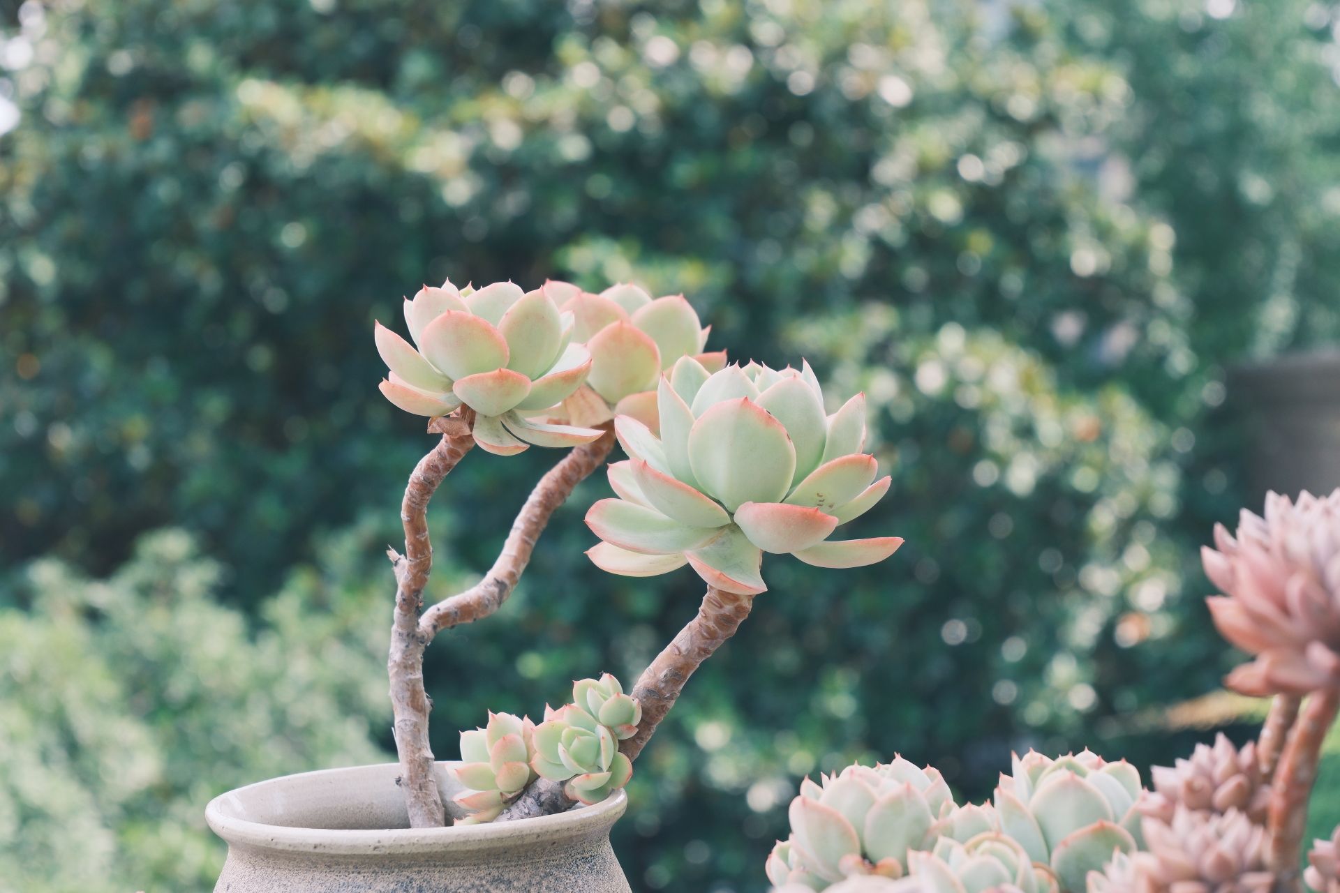 A close-up view of Echeveria succulents thriving in a ceramic pot with a lush green outdoor backdrop.