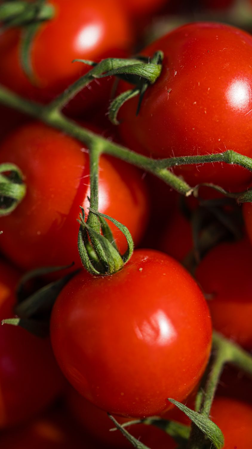 Tomato Cherry Ripe Close-up of Ripe Red Cherry Tomatoes on Vine · Free Stock Photo