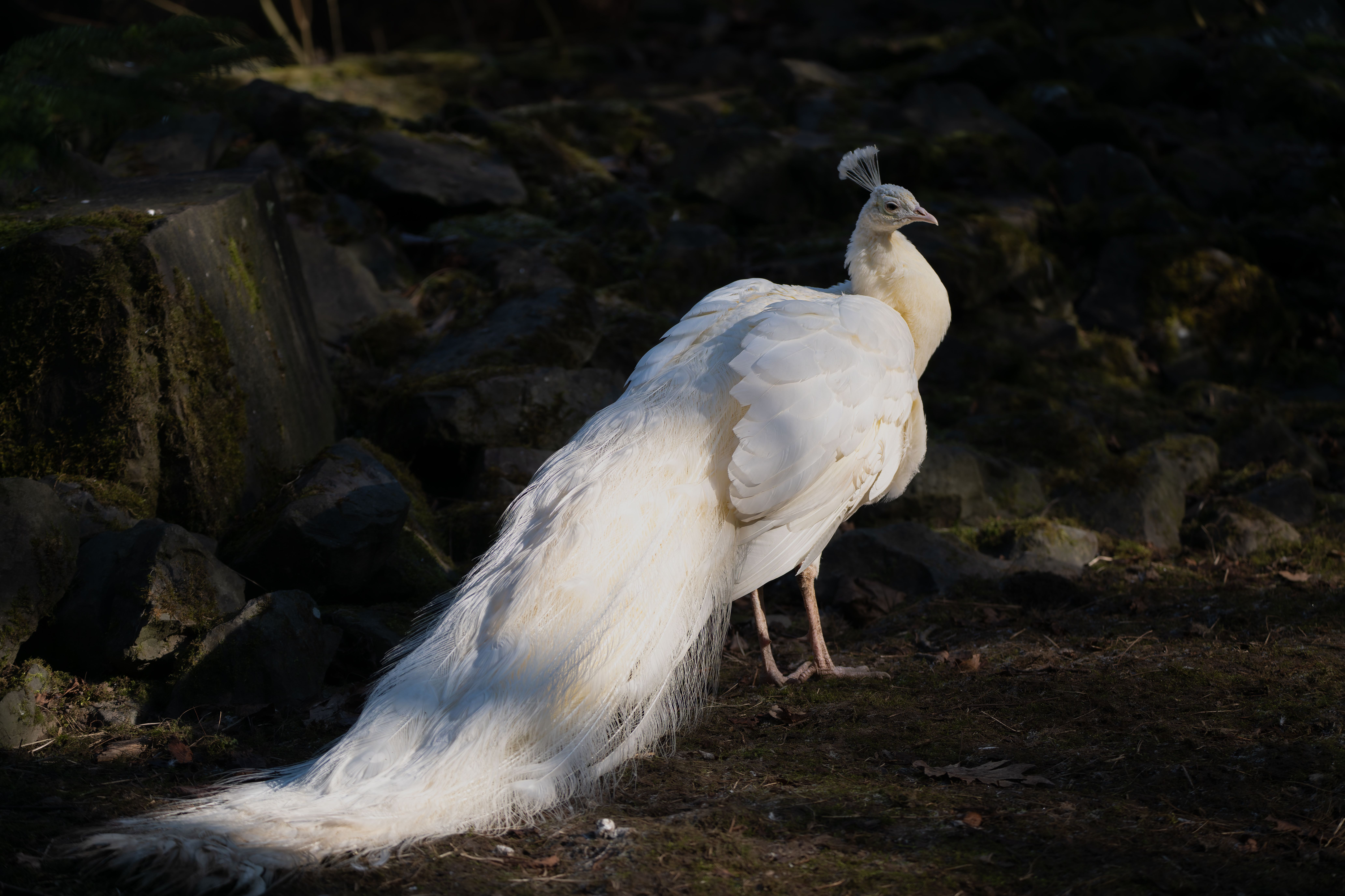 Elegant White Peacock in Natural Habitat · Free Stock Photo