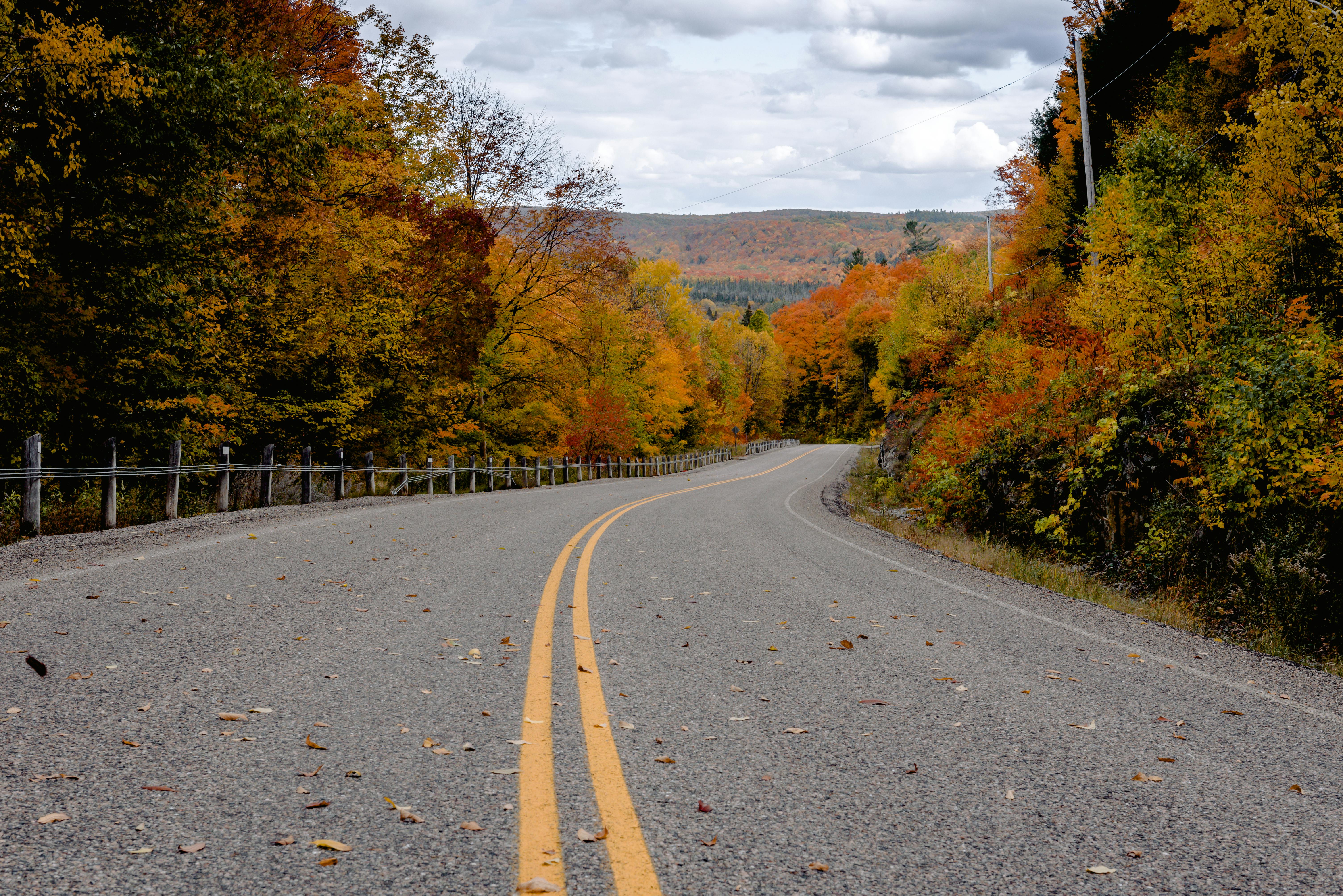 道路两侧，蜿蜒的树木在秋天展现出丰富的色彩，充满活力