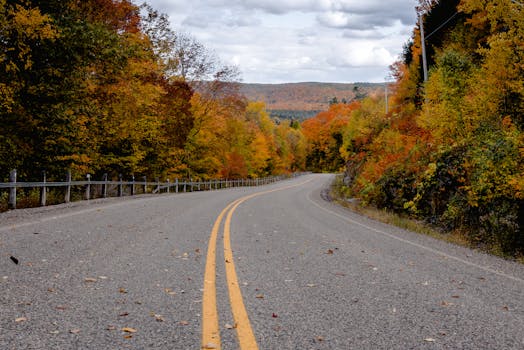 道路两侧，蜿蜒的树木在秋天展现出丰富的色彩，充满活力